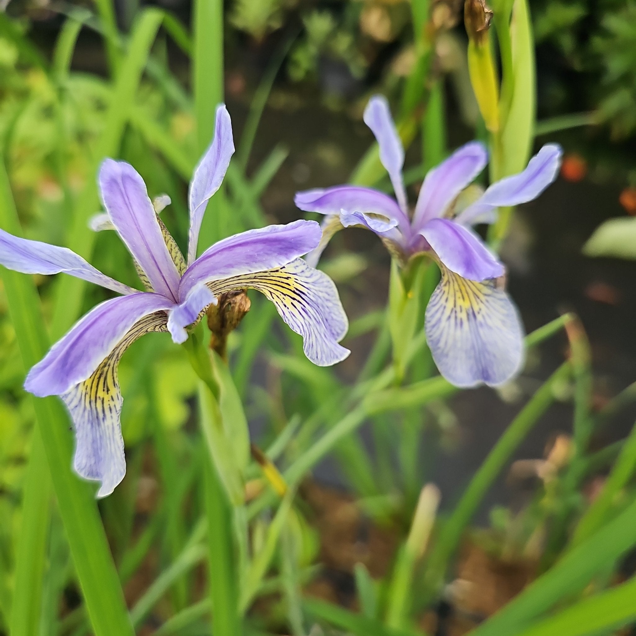 Iris bulleyana - Herrenkamper Gärten - Pflanzenraritäten