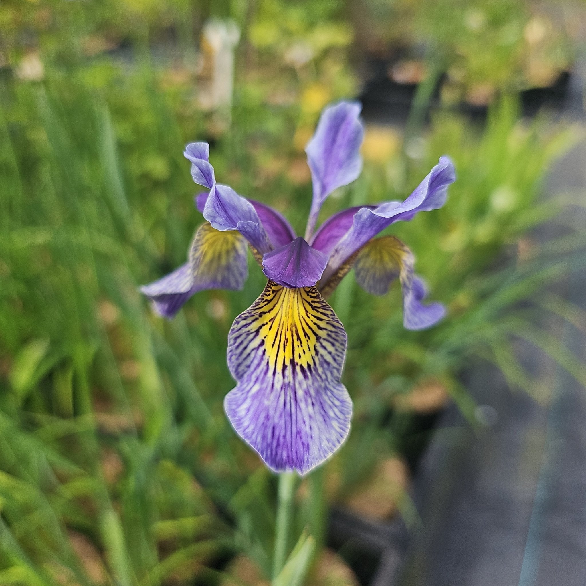 Iris bulleyana - Herrenkamper Gärten - Pflanzenraritäten