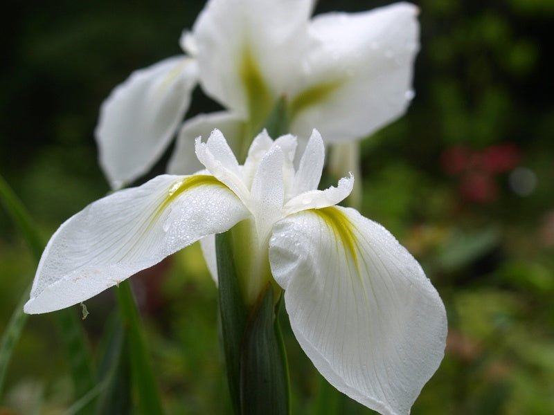 Iris ensata 'Diamant' - Herrenkamper Gärten - Pflanzenraritäten