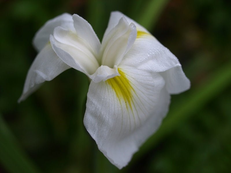 Iris ensata 'Diamant' - Herrenkamper Gärten - Pflanzenraritäten