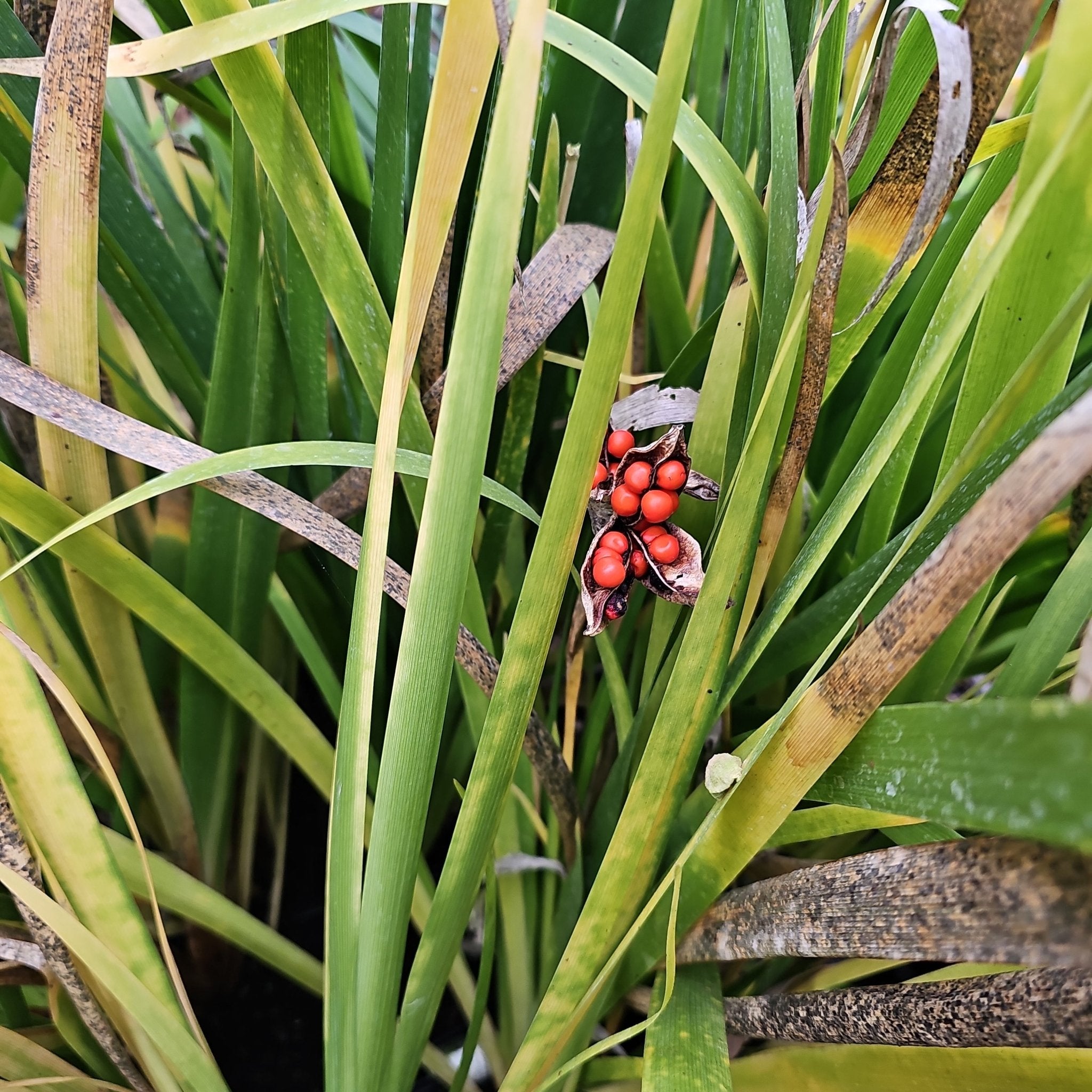 Iris foetidissima - Herrenkamper Gärten - Pflanzenraritäten