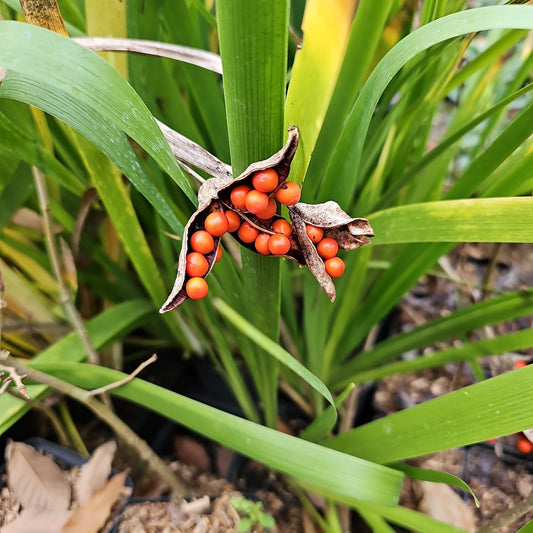 Iris foetidissima - Herrenkamper Gärten - Pflanzenraritäten