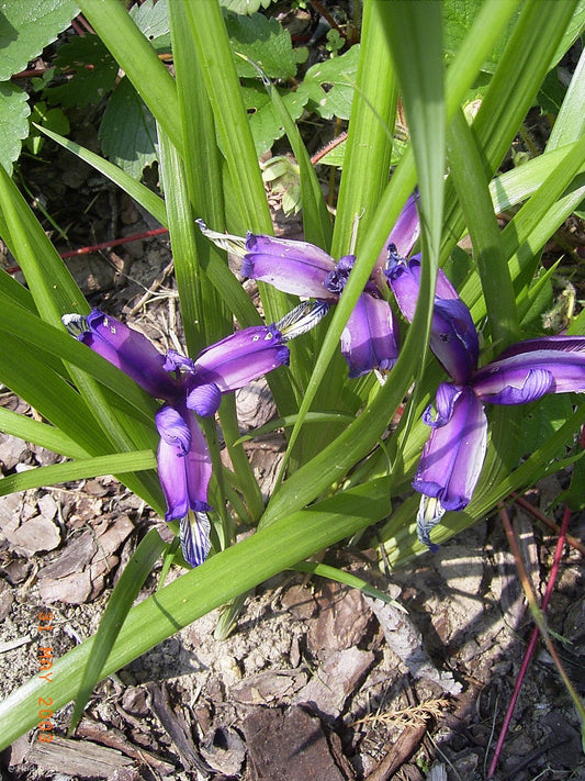 Iris graminea - Herrenkamper Gärten - Pflanzenraritäten