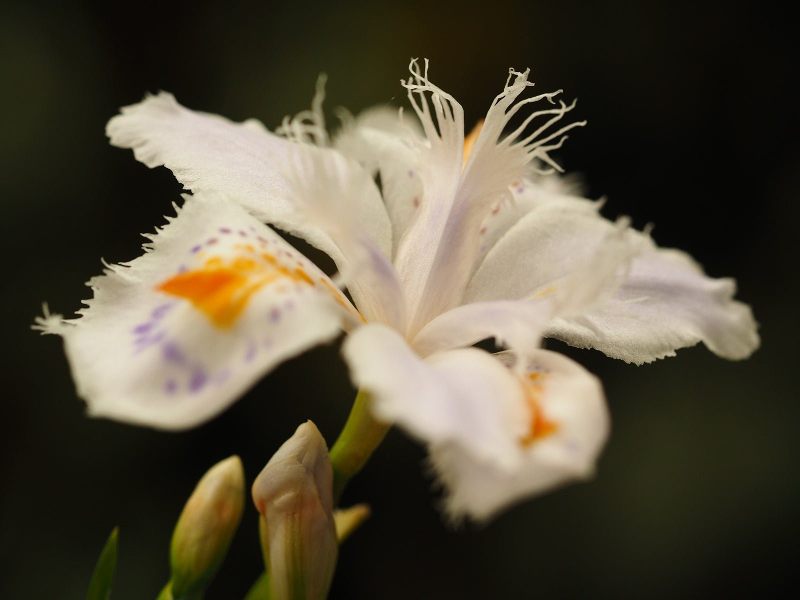 Iris japonica - Herrenkamper Gärten - Pflanzenraritäten