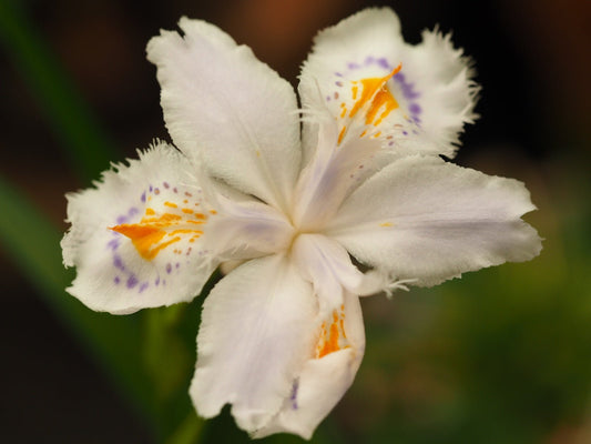 Iris japonica - Herrenkamper Gärten - Pflanzenraritäten