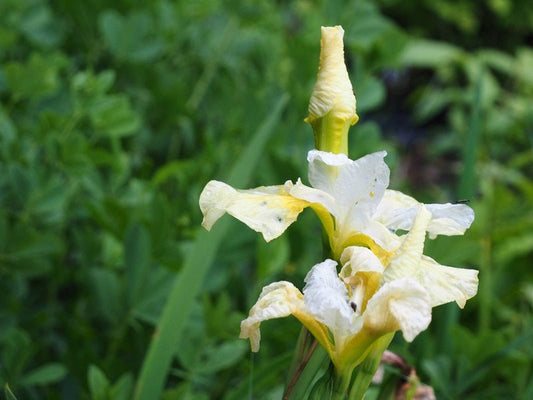 Iris sibirica 'Butter and Sugar' - Herrenkamper Gärten - Pflanzenraritäten