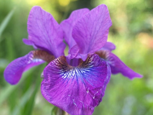 Iris sibirica 'Omars Cup' - Herrenkamper Gärten - Pflanzenraritäten