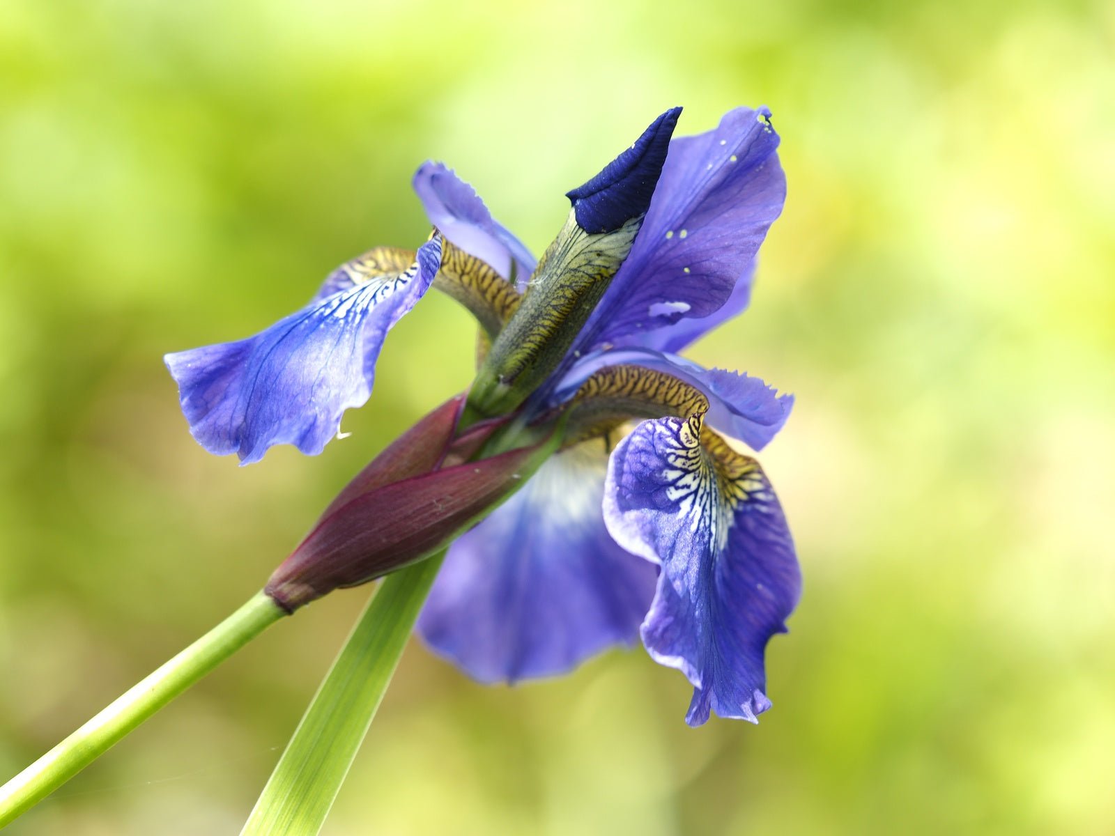 Iris sibirica 'Silver Edge' - Herrenkamper Gärten - Pflanzenraritäten