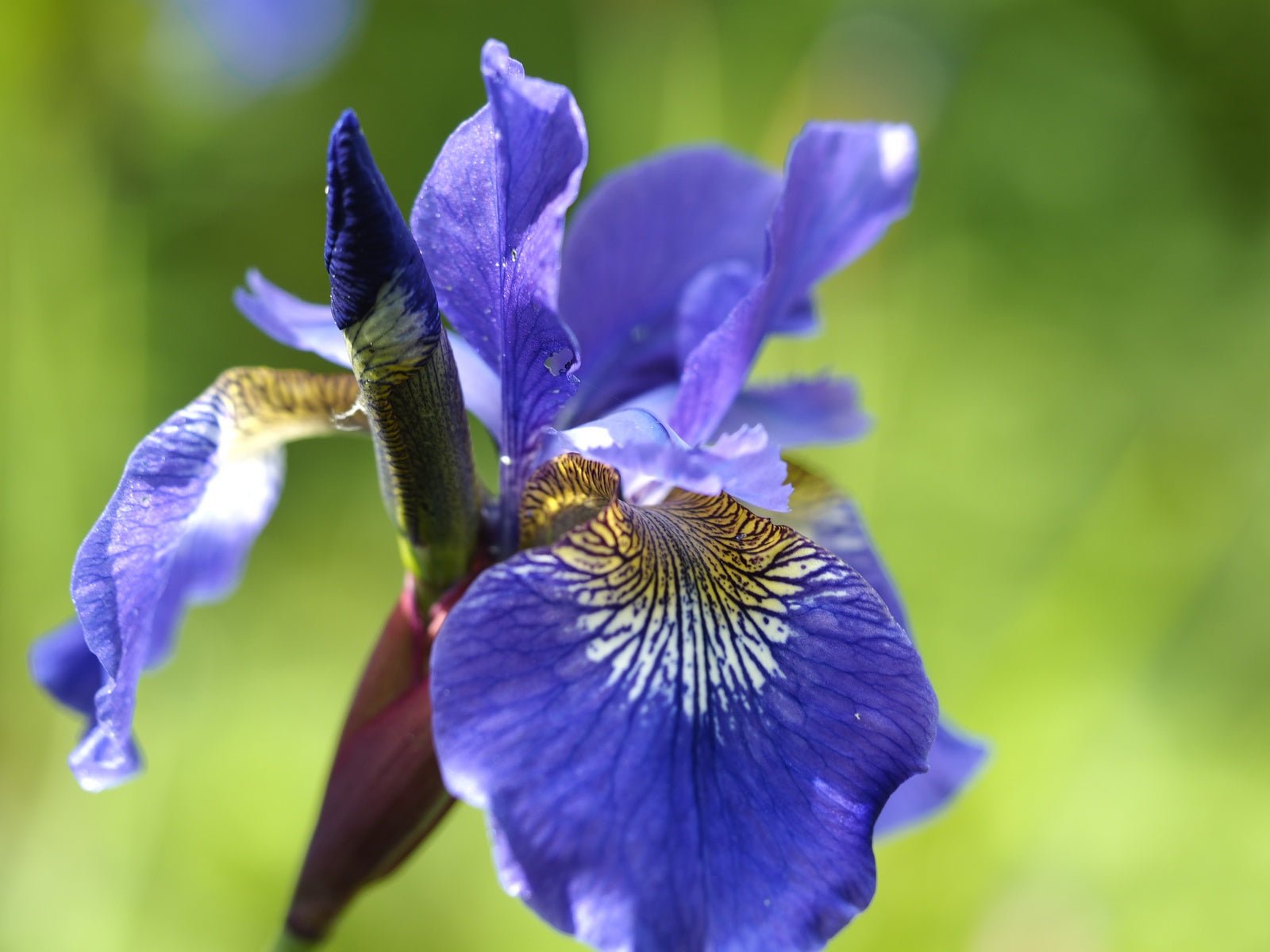 Iris sibirica 'Silver Edge' - Herrenkamper Gärten - Pflanzenraritäten