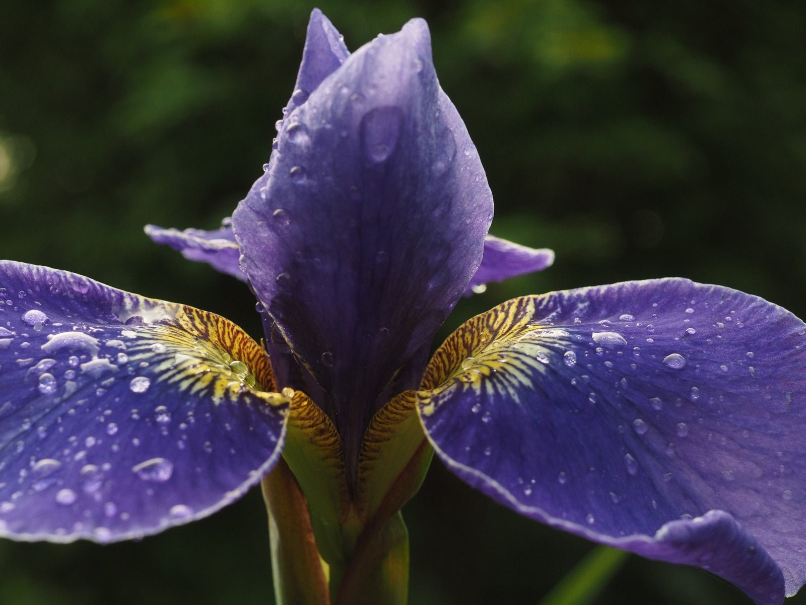 Iris sibirica 'Silver Edge' - Herrenkamper Gärten - Pflanzenraritäten