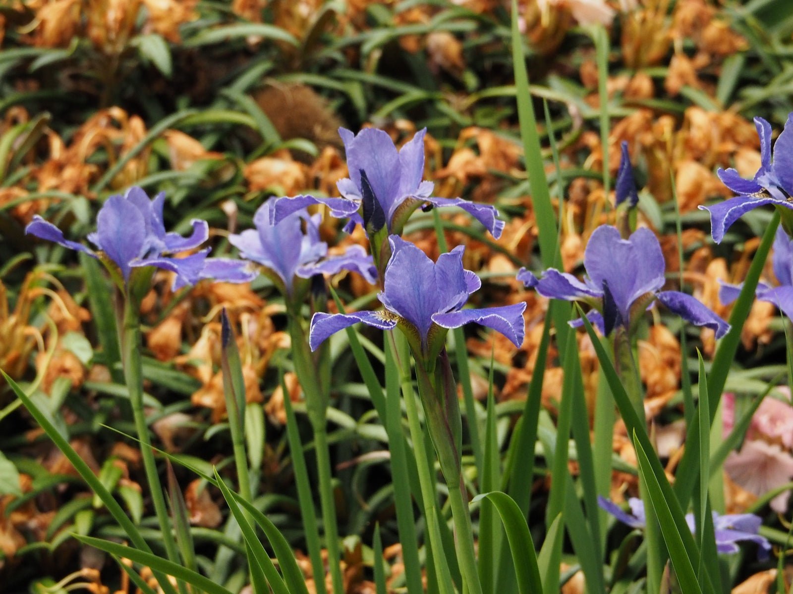 Iris sibirica 'Silver Edge' - Herrenkamper Gärten - Pflanzenraritäten