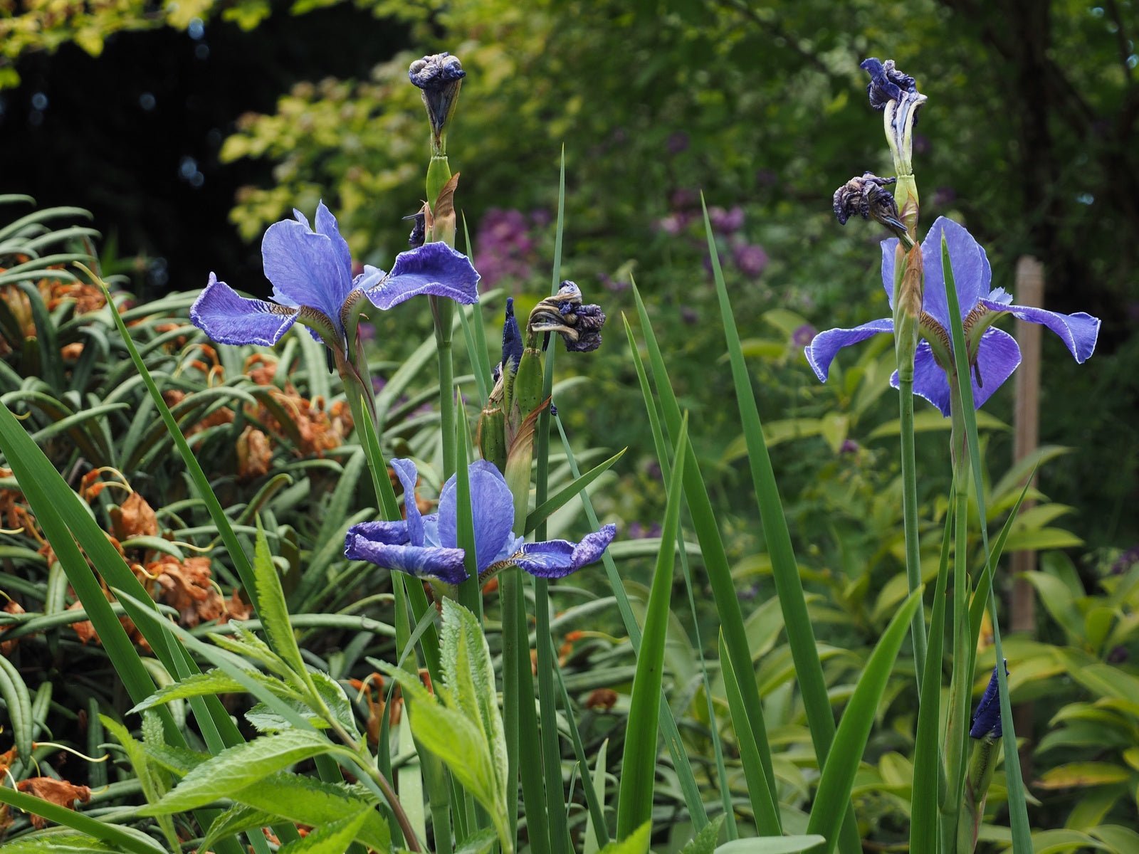 Iris sibirica 'Silver Edge' - Herrenkamper Gärten - Pflanzenraritäten