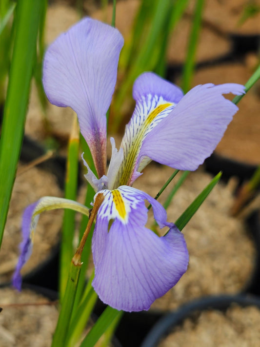 Iris unguicularis - Herrenkamper Gärten - Pflanzenraritäten