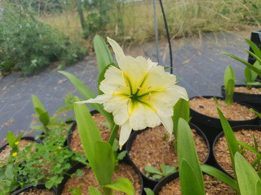 Ismene x spofforthiae 'Sulphur Queen' syn.Hymenocallis 'Sulphur Queen' - Herrenkamper Gärten - Pflanzenraritäten