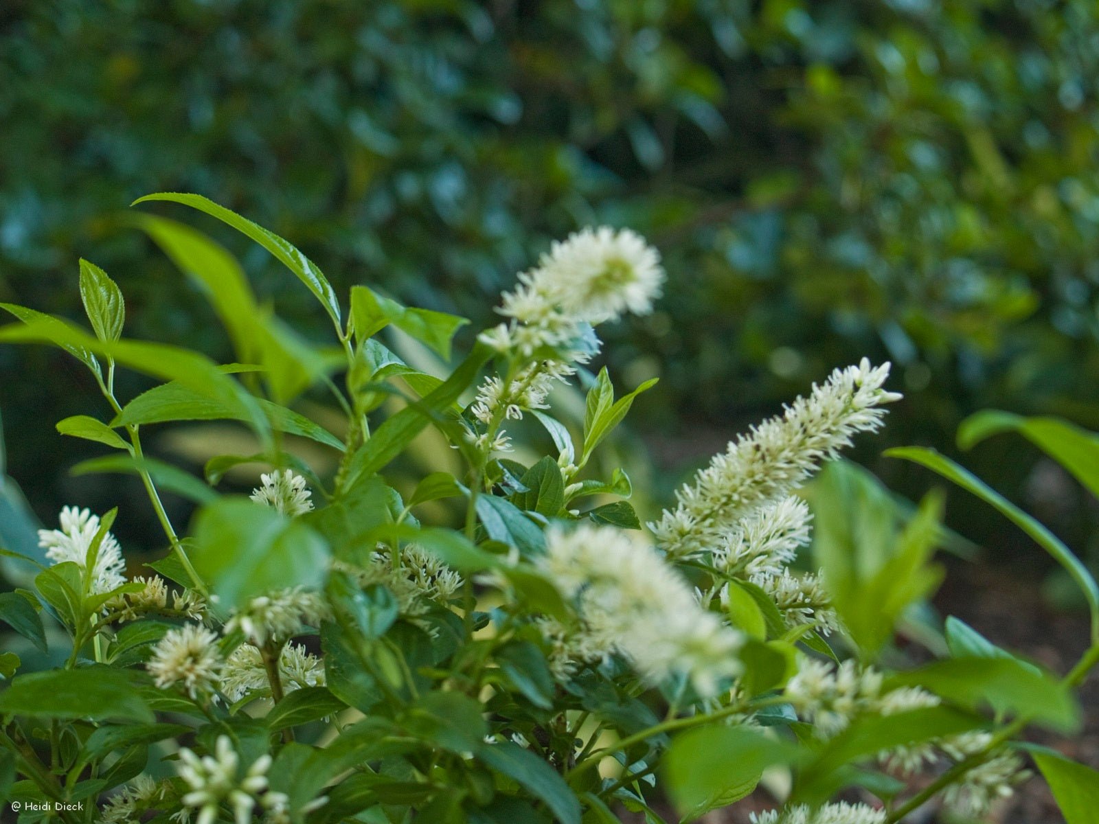 Itea virginica 'Henrys Garnet' - Herrenkamper Gärten - Pflanzenraritäten