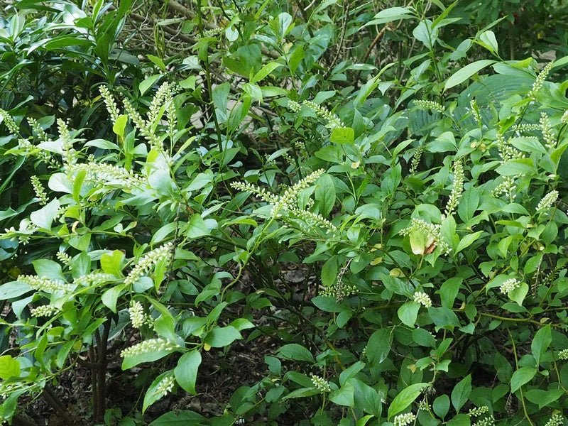 Itea virginica 'Henrys Garnet' - Herrenkamper Gärten - Pflanzenraritäten