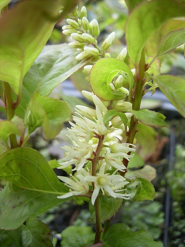 Itea virginica 'Merlot' - Herrenkamper Gärten - Pflanzenraritäten