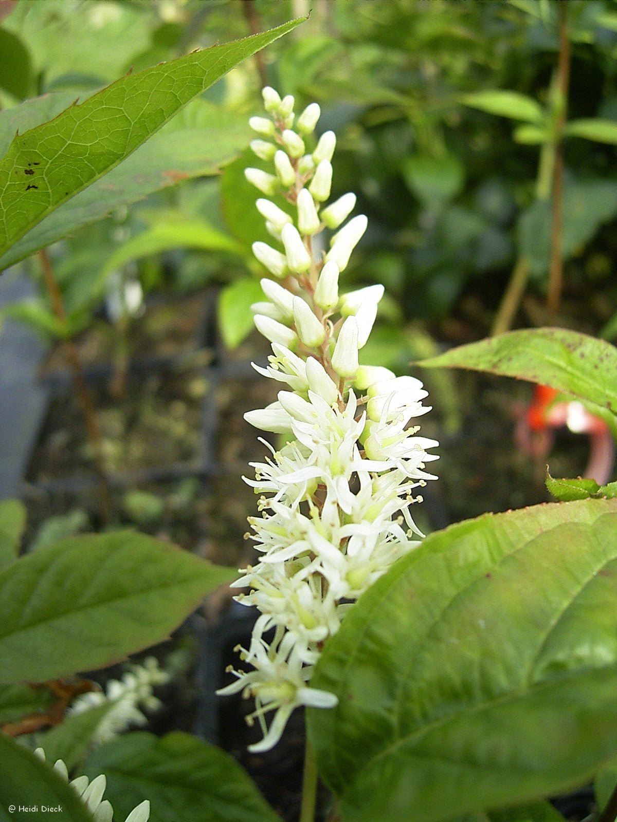 Itea virginica 'Saturnalia' - Herrenkamper Gärten - Pflanzenraritäten