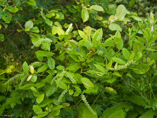 Itea yunnanensis - Herrenkamper Gärten - Pflanzenraritäten