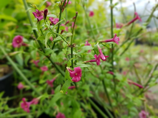 Jasminum beesianum - Herrenkamper Gärten - Pflanzenraritäten