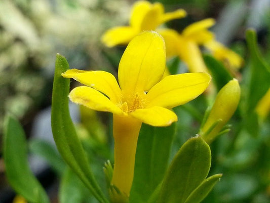 Jasminum fruticans - Herrenkamper Gärten - Pflanzenraritäten