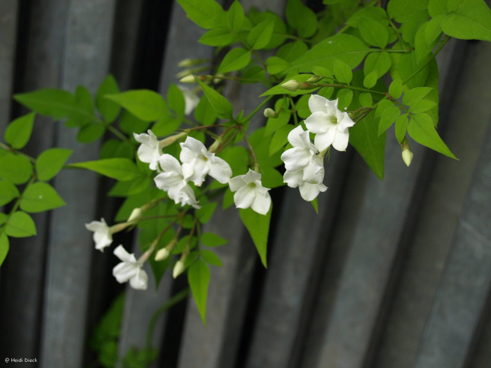 Jasminum officinale - Herrenkamper Gärten - Pflanzenraritäten