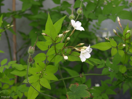 Jasminum officinale - Herrenkamper Gärten - Pflanzenraritäten