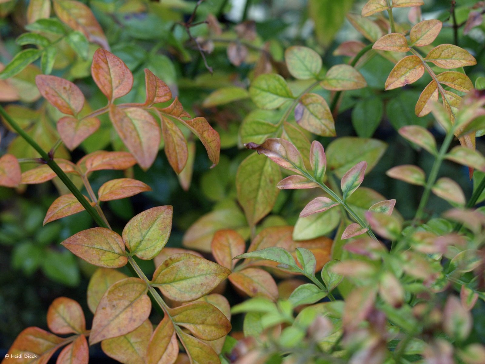 Jasminum officinale - Herrenkamper Gärten - Pflanzenraritäten