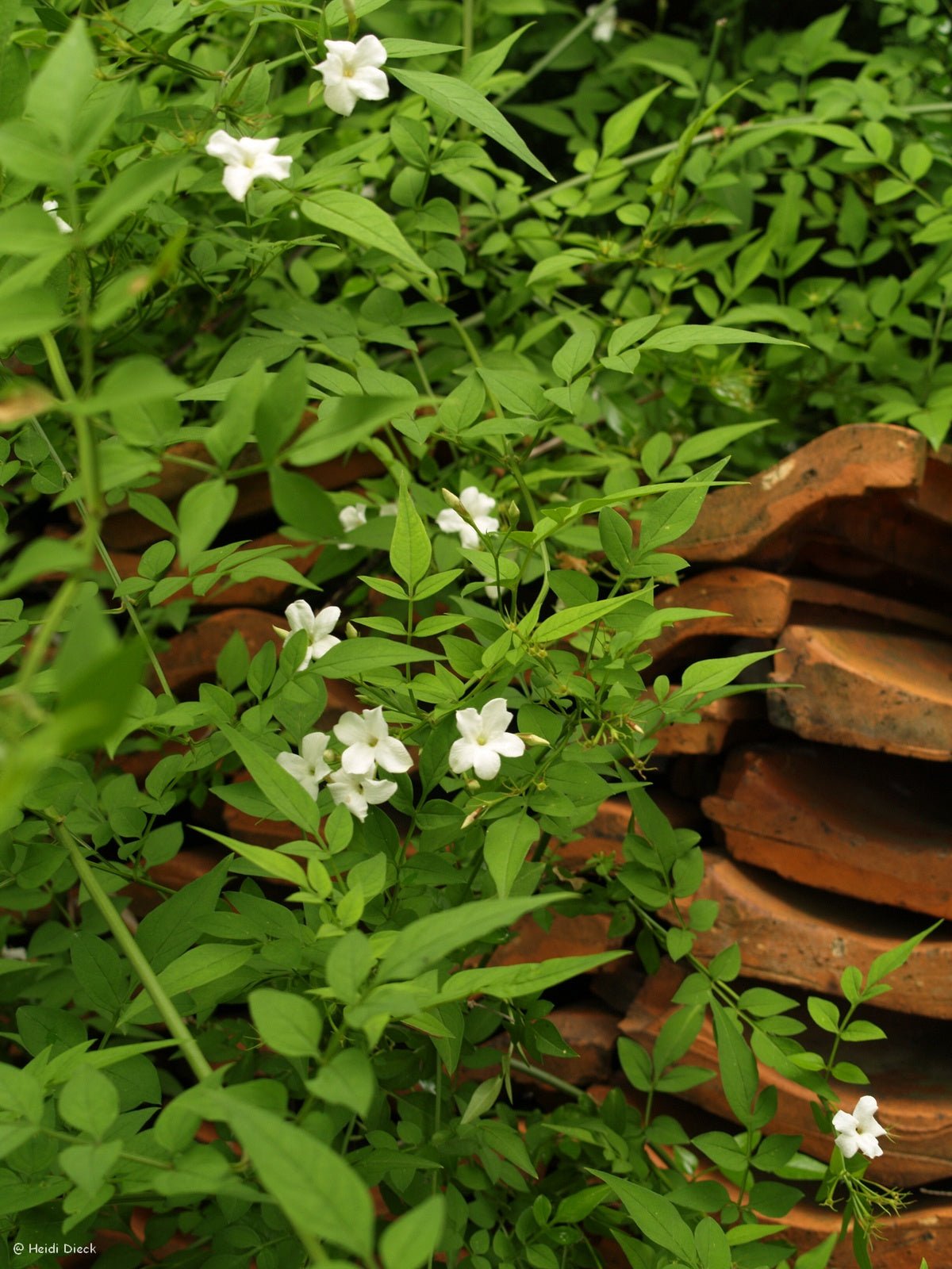 Jasminum officinale - Herrenkamper Gärten - Pflanzenraritäten