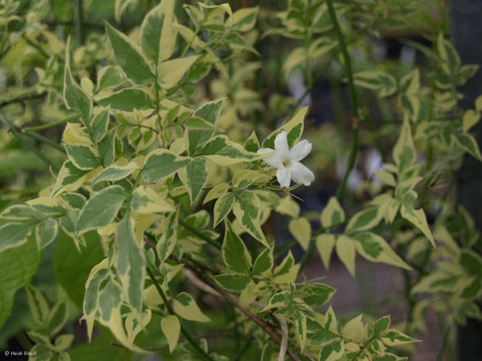 Jasminum officinale 'Argenteovariegata' - Herrenkamper Gärten - Pflanzenraritäten