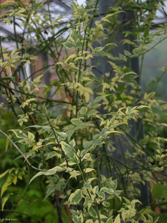 Jasminum officinale 'Aureovariegata' - Herrenkamper Gärten - Pflanzenraritäten