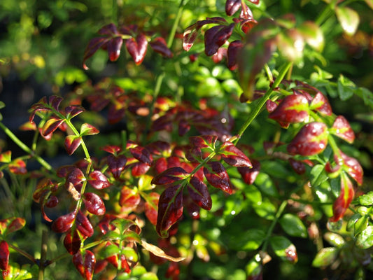 Jasminum officinale 'Inverleith' - Herrenkamper Gärten - Pflanzenraritäten