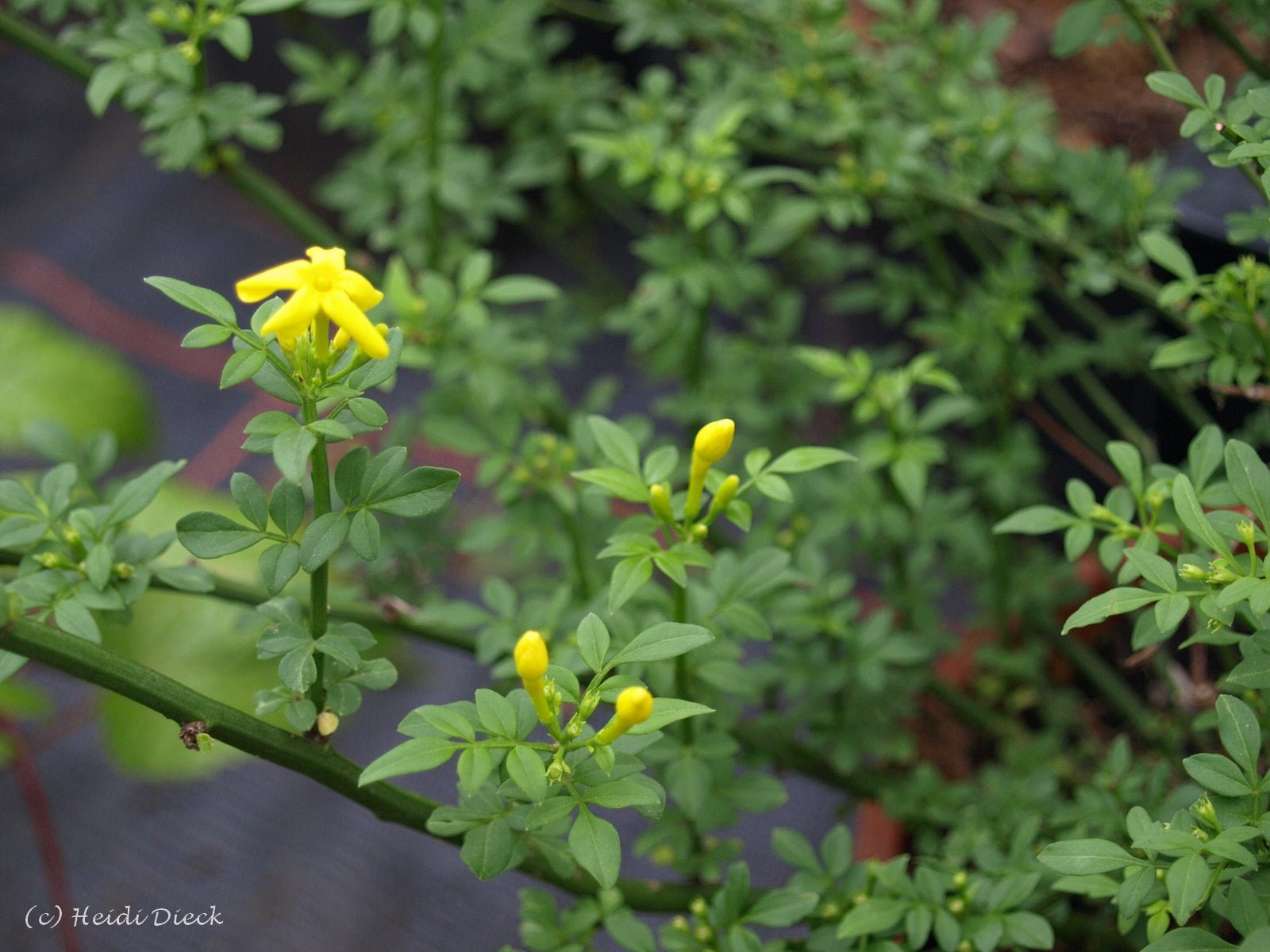 Jasminum parkeri - Herrenkamper Gärten - Pflanzenraritäten