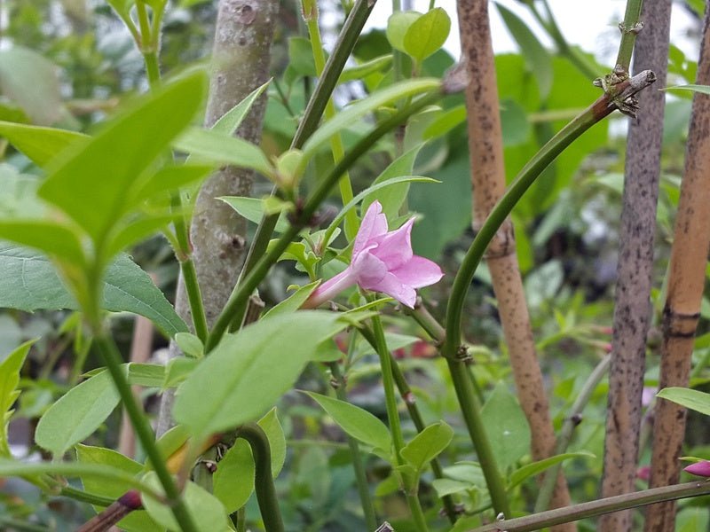 Jasminum stephanense (x) - Herrenkamper Gärten - Pflanzenraritäten