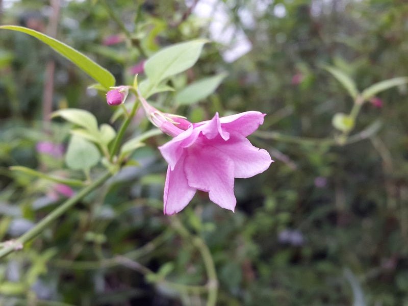 Jasminum stephanense (x) - Herrenkamper Gärten - Pflanzenraritäten