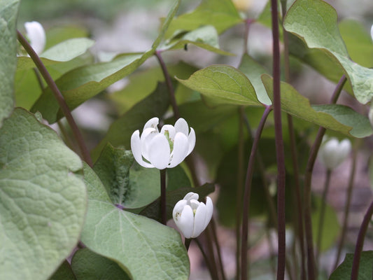 Jeffersonia diphylla - Herrenkamper Gärten - Pflanzenraritäten