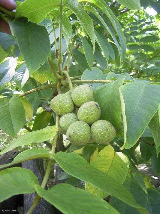 Juglans ailantifolia - Herrenkamper Gärten - Pflanzenraritäten