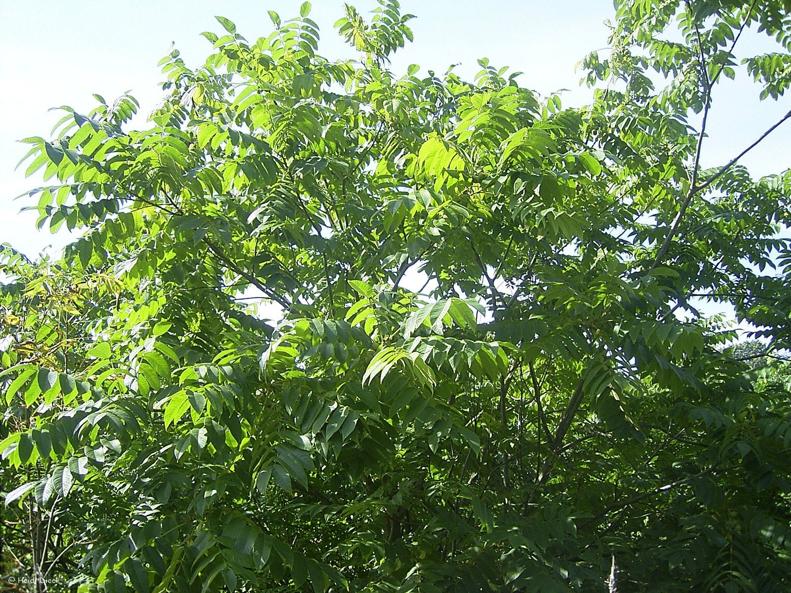 Juglans ailantifolia - Herrenkamper Gärten - Pflanzenraritäten