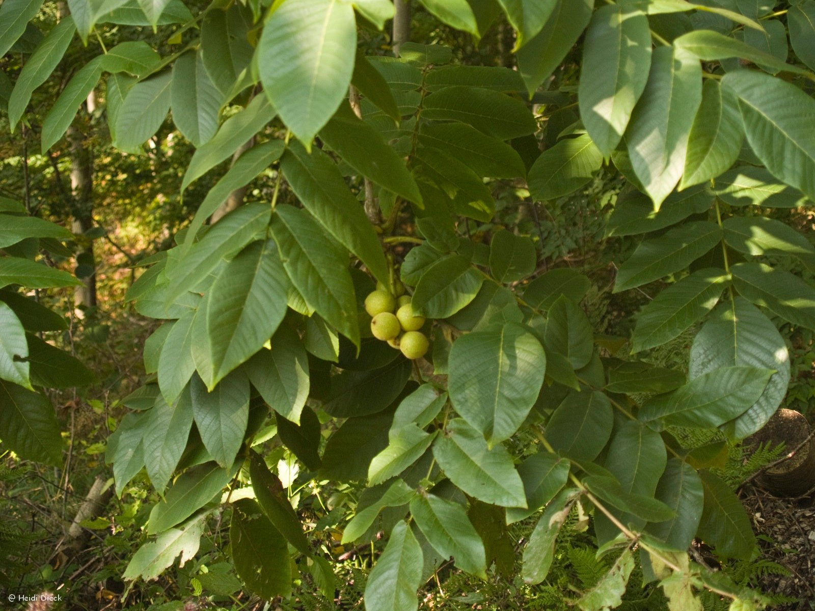 Juglans ailantifolia var. cordiformis - Herrenkamper Gärten - Pflanzenraritäten