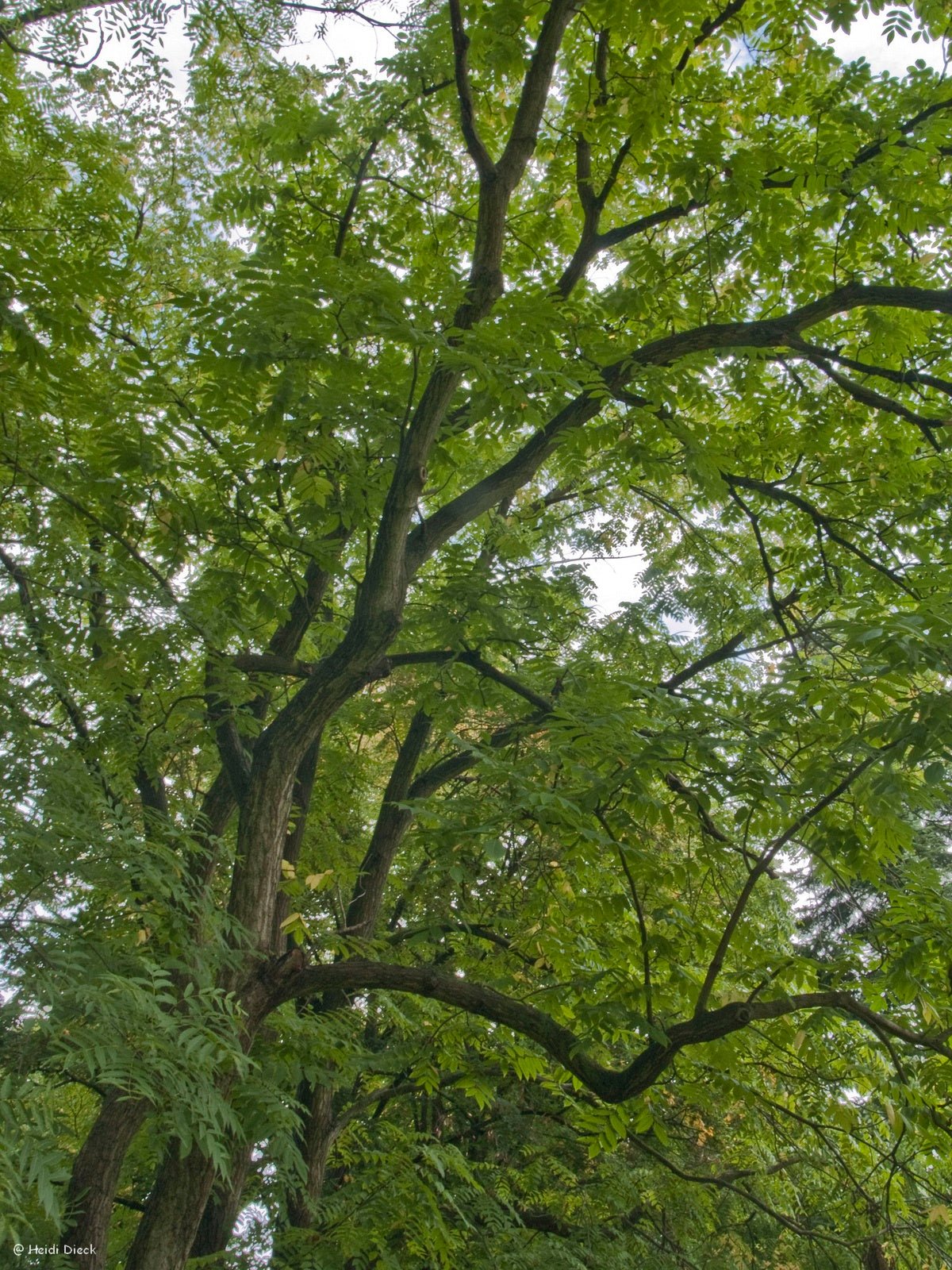 Juglans ailantifolia var. cordiformis - Herrenkamper Gärten - Pflanzenraritäten