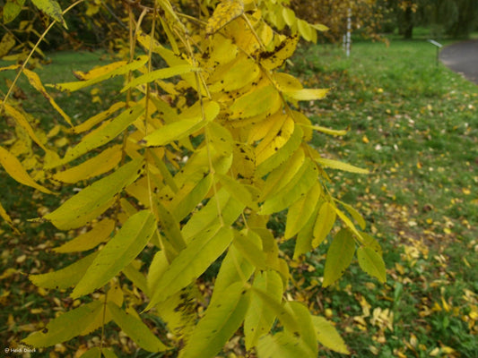 Juglans cinerea - Herrenkamper Gärten - Pflanzenraritäten