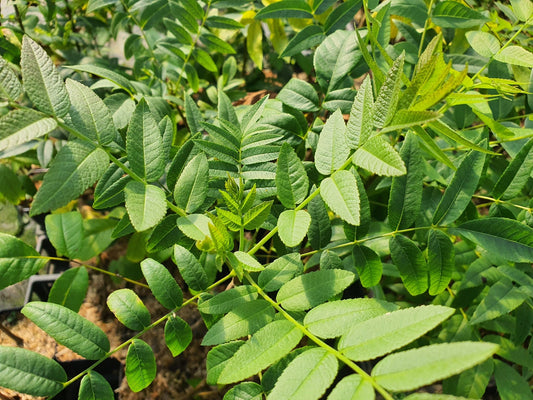 Juglans hindsii - Herrenkamper Gärten - Pflanzenraritäten