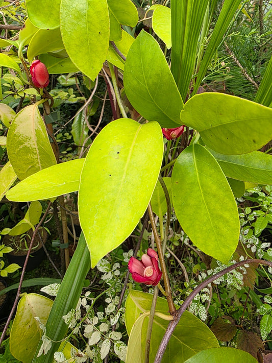 Kadsura coccinea - Herrenkamper Gärten - Pflanzenraritäten