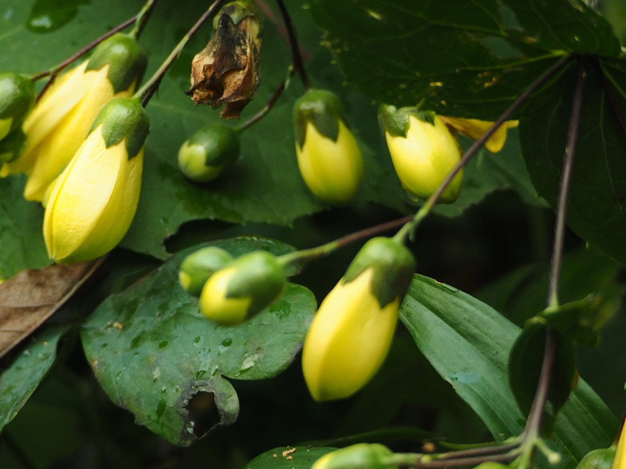 Kirengeshoma koreana (palmata) - Herrenkamper Gärten - Pflanzenraritäten