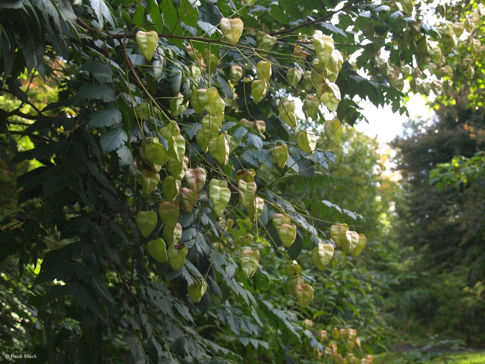 Koelreuteria paniculata - Herrenkamper Gärten - Pflanzenraritäten