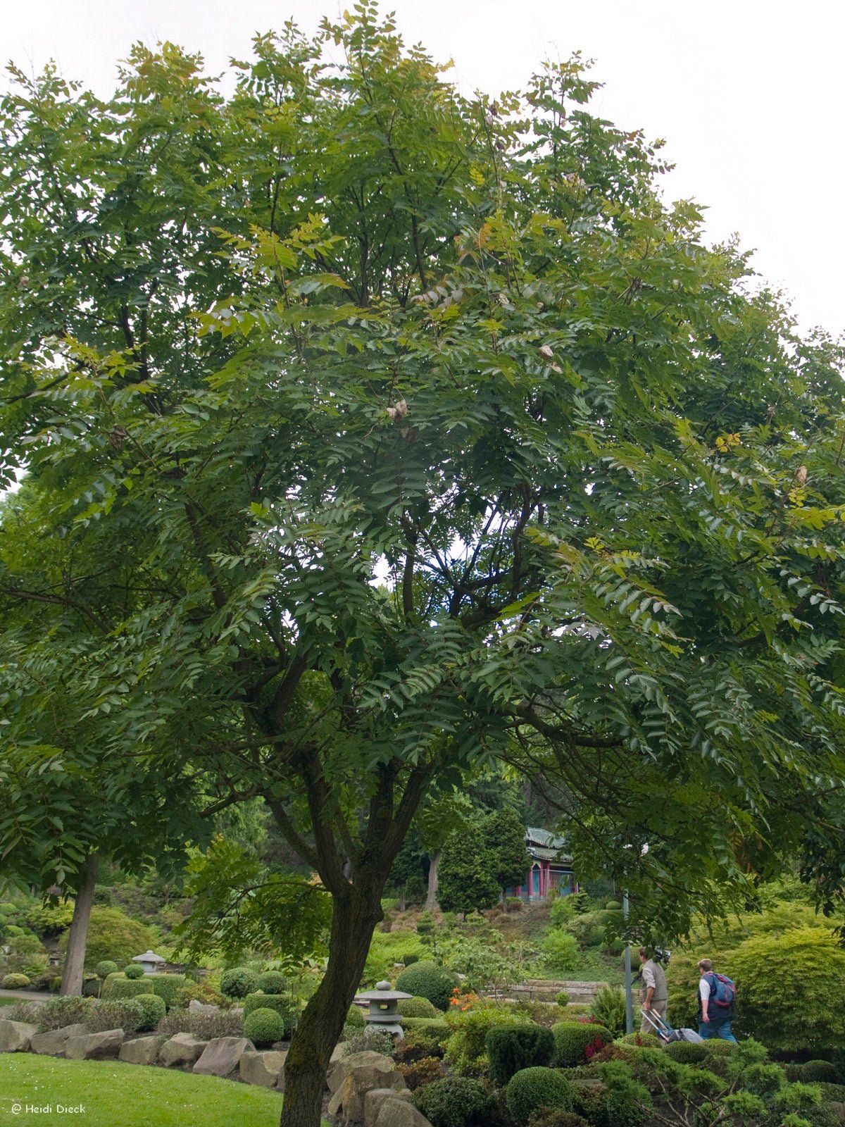 Koelreuteria paniculata - Herrenkamper Gärten - Pflanzenraritäten