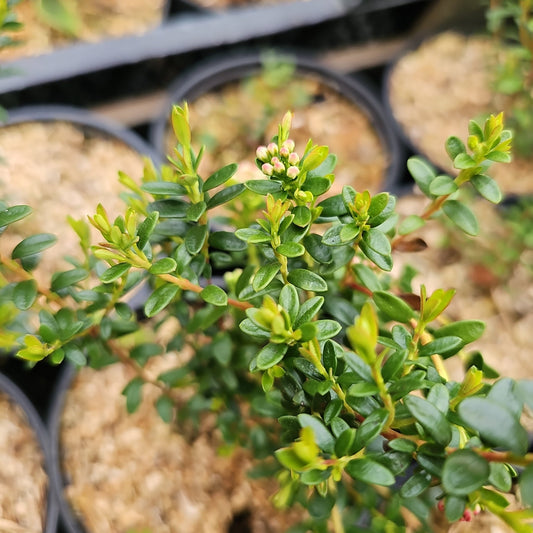 Leiophyllum buxifolium - Herrenkamper Gärten - Pflanzenraritäten