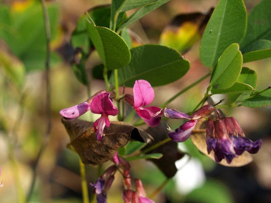 Lespedeza bicolor - Herrenkamper Gärten - Pflanzenraritäten