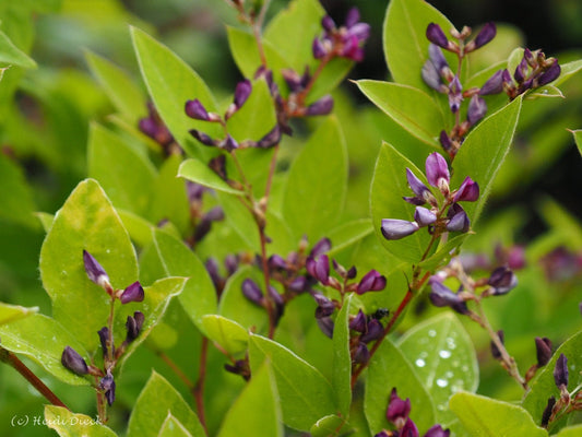 Lespedeza buergeri - Herrenkamper Gärten - Pflanzenraritäten