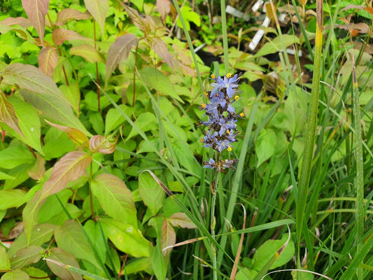 Libertia caerulescens - Herrenkamper Gärten - Pflanzenraritäten